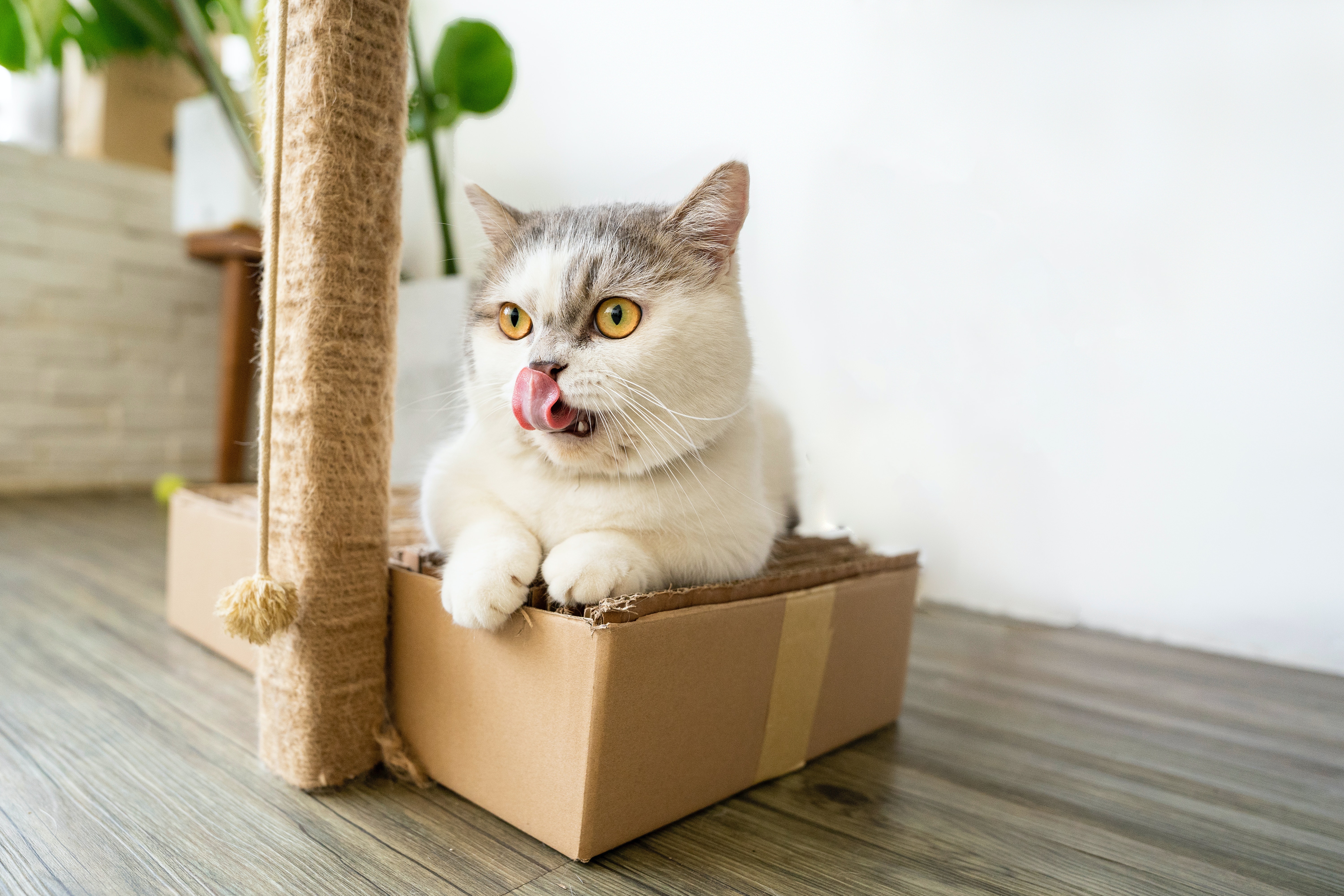 Why Do Cats Stick Their Tongue Out